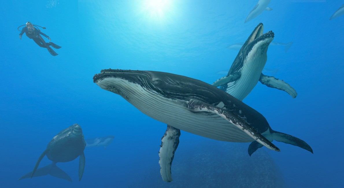 Endless Ocean 2 tukee Wii Speakia