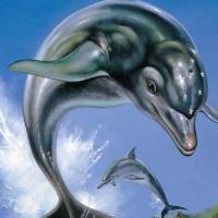 Ecco the Dolphin