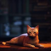 Stray